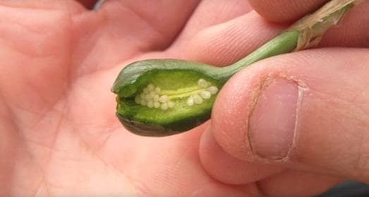 Daffodil seed pod